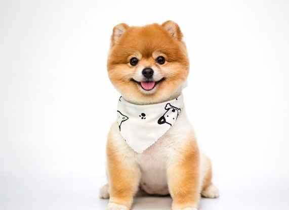 壁蝨移除方法 壁蝨移除方法