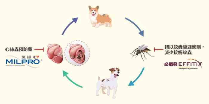 犬心絲蟲症狀 犬心絲蟲症狀