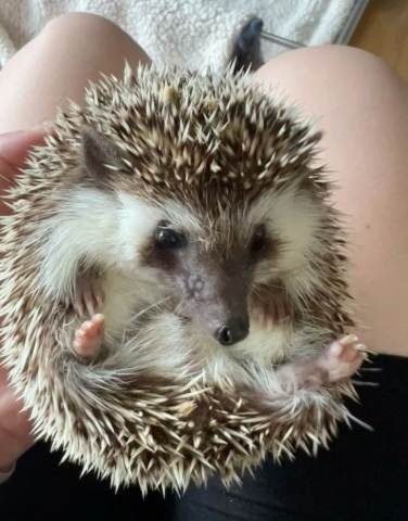 刺蝟飼養