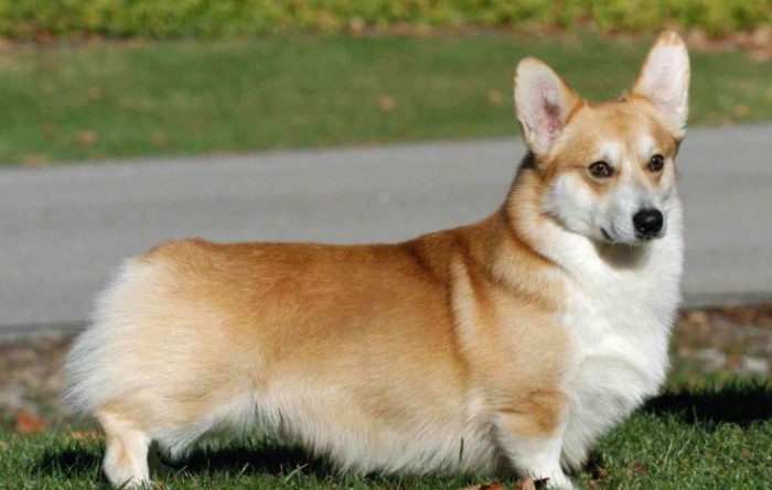 柯基犬个性