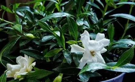 栀子花種植方法 栀子花種植方法
