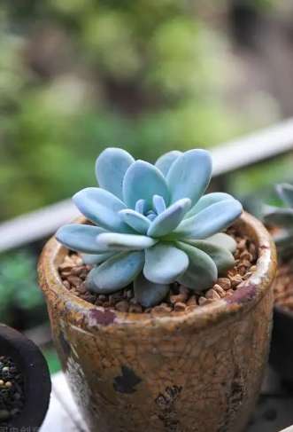 擬石蓮花養護 擬石蓮花養護