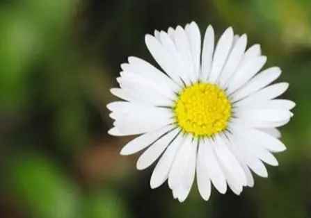 雛菊花語意思 雛菊花語意思