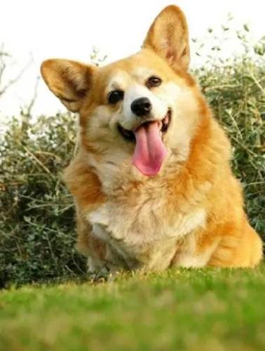 柯基犬个性