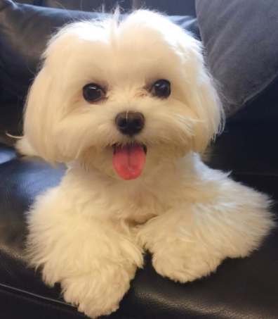 狗狗行為異常 狗狗行為異常