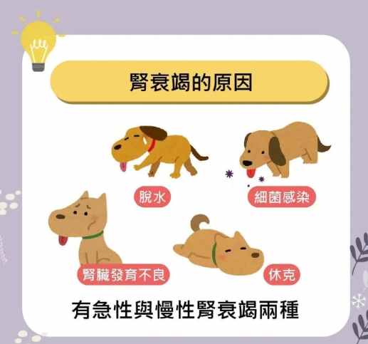 狗狗腎衰竭護理 狗狗腎衰竭護理