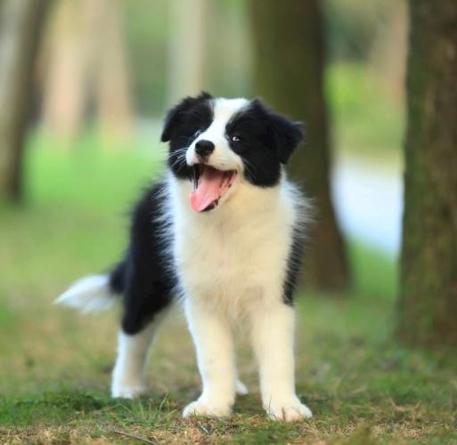 犬心臟病治療 犬心臟病治療