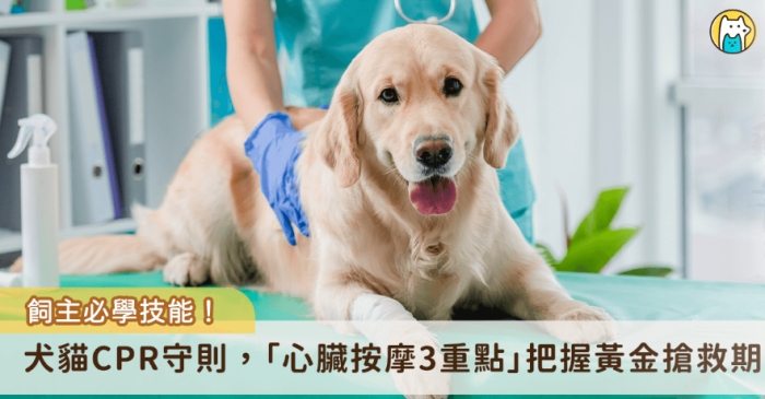 貓休克預防 貓休克預防
