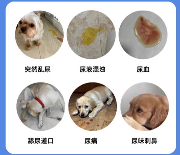 犬腎衰竭症狀 犬腎衰竭症狀