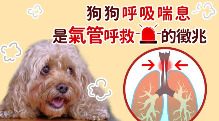 狗狗缺氧預防 狗狗缺氧預防