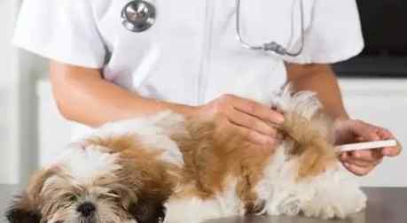 狗狗出血性腸胃炎 狗狗出血性腸胃炎
