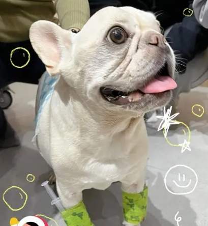 法鬥後腳發抖原因 法鬥後腳發抖原因