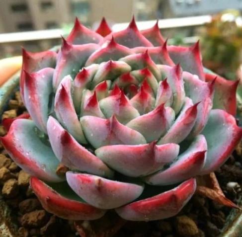 石蓮花養護 石蓮花養護
