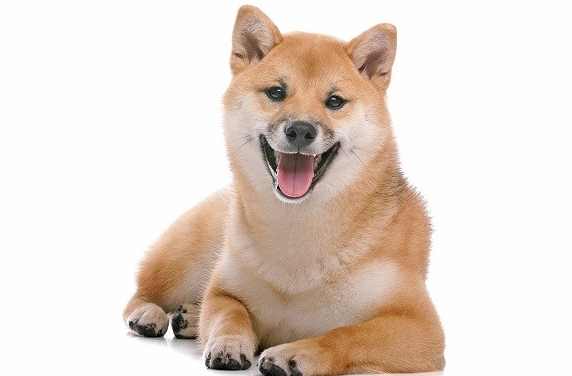 狗胰臟炎症狀 狗胰臟炎症狀