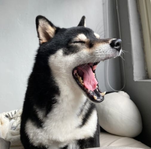 狗耳朵感染 狗耳朵感染