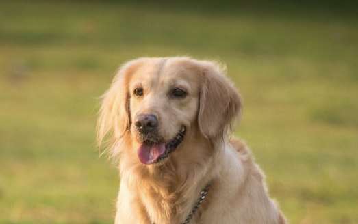 犬腎衰竭症狀 犬腎衰竭症狀