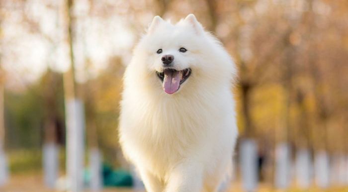 狗狗呼吸困难
