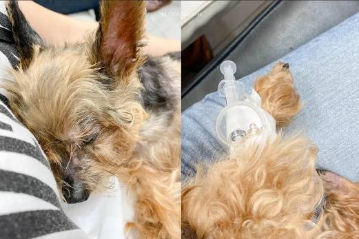 狗狗腎衰竭護理 狗狗腎衰竭護理
