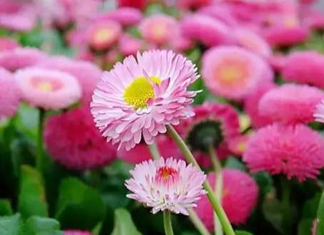 小雛菊紫色花語 小雛菊紫色花語