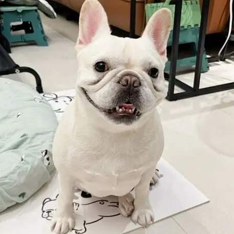 法鬥健康問題 法鬥健康問題