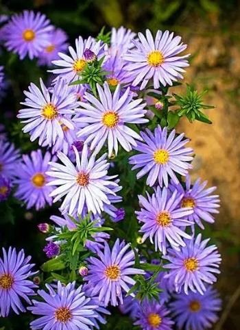 小雛菊紫色花語 小雛菊紫色花語