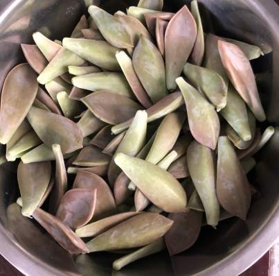 石蓮花果汁做法 石蓮花果汁做法