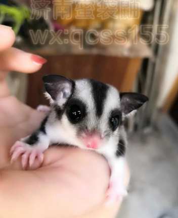 蜜袋鼯飼料