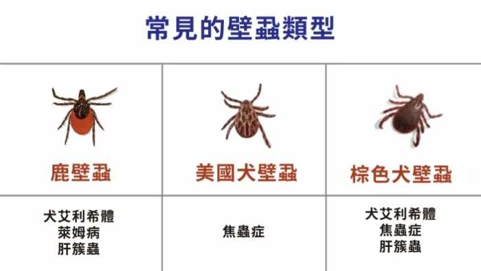 壁蝨殺蟲劑推薦 壁蝨殺蟲劑推薦