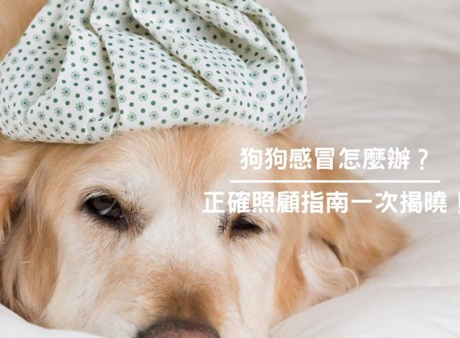 狗狗感冒症狀 狗狗感冒症狀