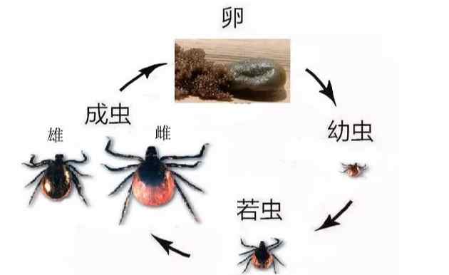 蜱蟲控制生物 蜱蟲控制生物