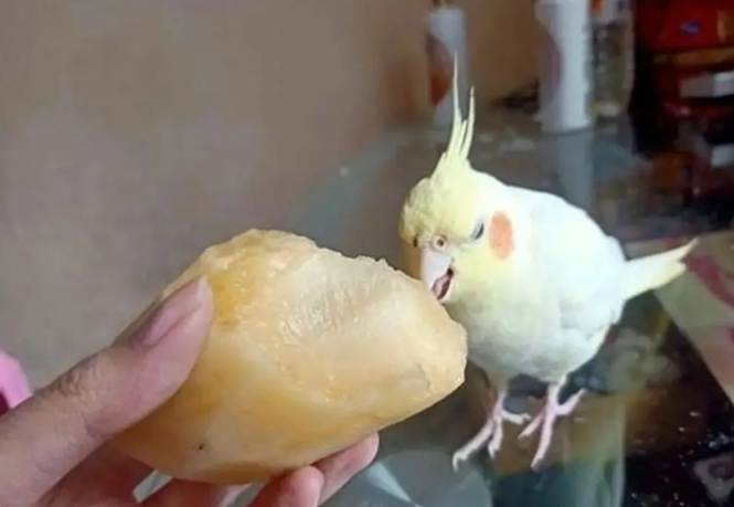 餵鳥注意事項 餵鳥注意事項