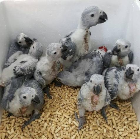 幼鳥飼養錯誤 幼鳥飼養錯誤