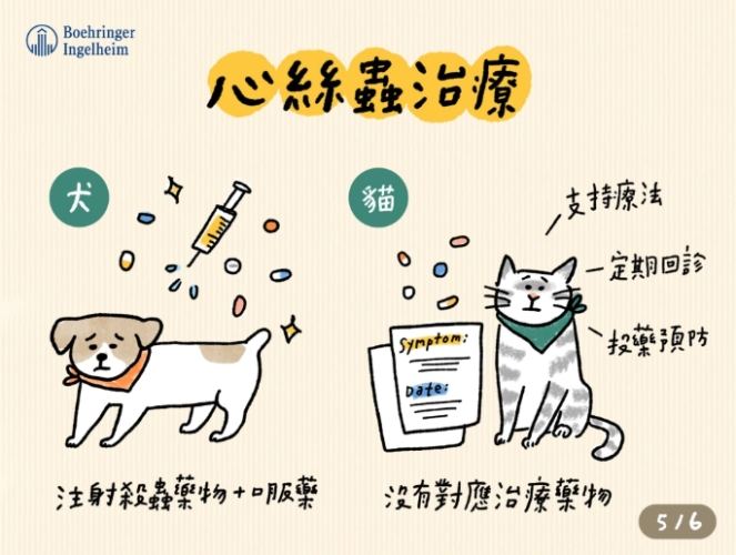 貓心絲蟲症狀 貓心絲蟲症狀