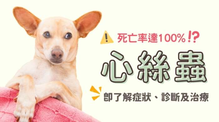 心絲蟲貓咪治療 心絲蟲貓咪治療
