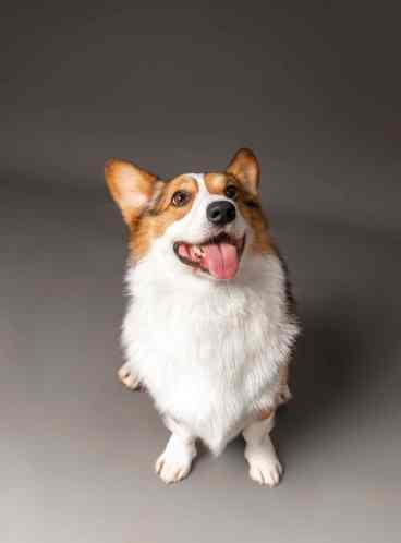 柯基犬个性