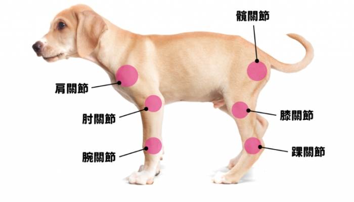 狗狗關節炎徵兆 狗狗關節炎徵兆