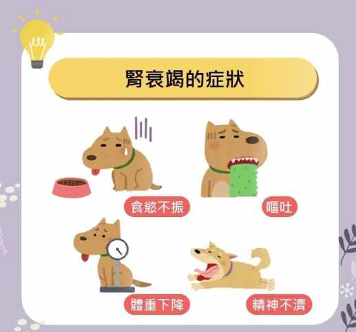 腎衰竭狗狗治療 腎衰竭狗狗治療