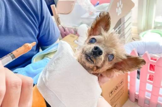 狗狗腎衰竭症狀 狗狗腎衰竭症狀