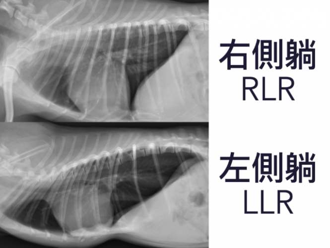 狗狗肺積水症狀 狗狗肺積水症狀