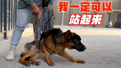 狗後腿無力原因 狗後腿無力原因