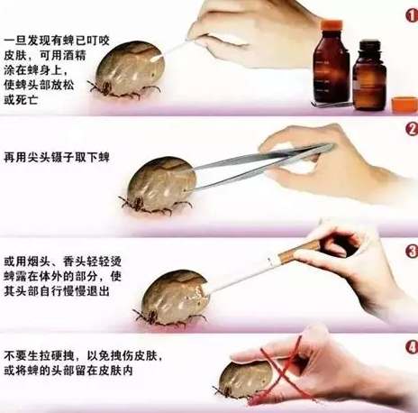 蜱蟲控制生物 蜱蟲控制生物
