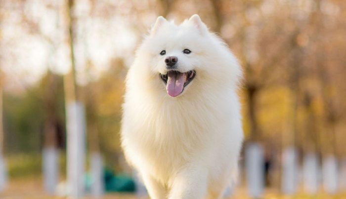 狗便血原因 狗便血原因