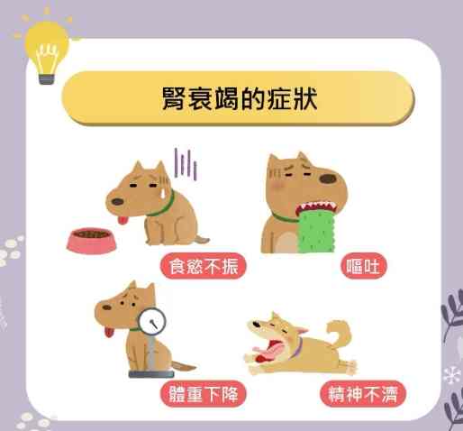 狗狗腎衰竭症狀 狗狗腎衰竭症狀