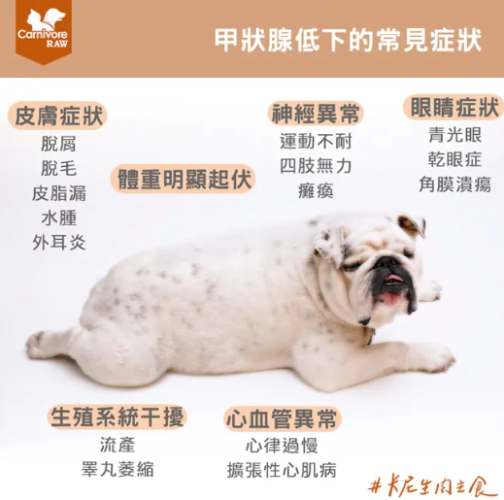 狗狗腎臟病 狗狗腎臟病