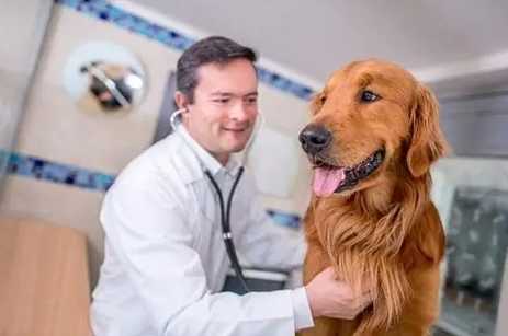幼犬呼吸急促原因 幼犬呼吸急促原因