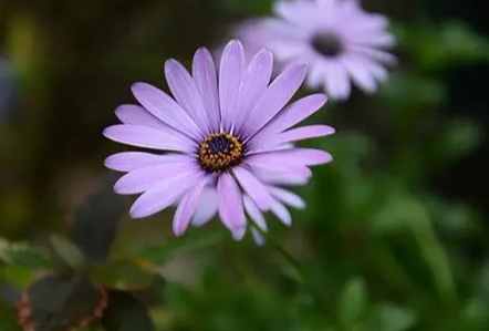 小雛菊紫色花語 小雛菊紫色花語