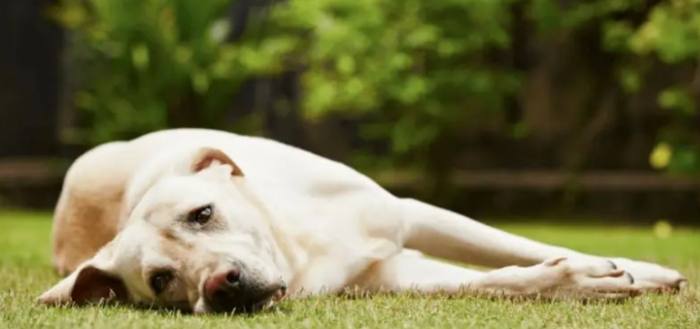 犬關節炎治療 犬關節炎治療