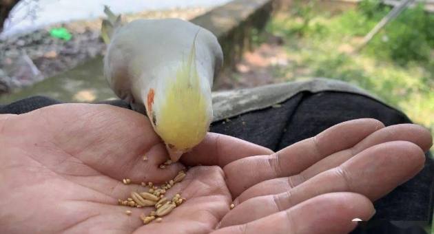 鸚鵡安全水果