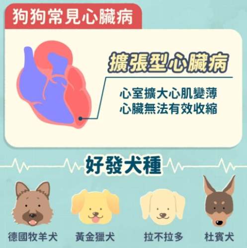 狗心臟病症狀 狗心臟病症狀
