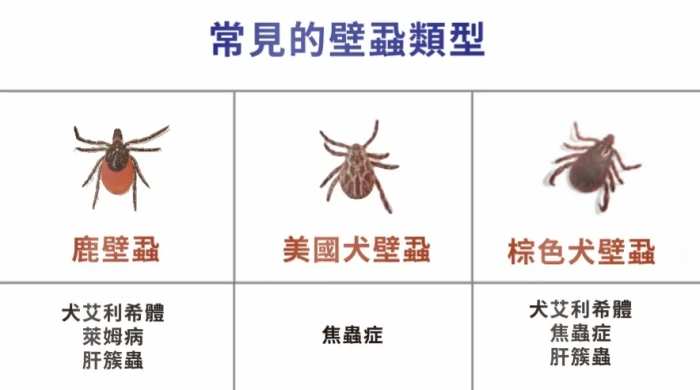 壁蝨防治天敵 壁蝨防治天敵